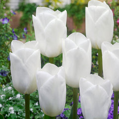 Triumph Tulips Collection Bulbs Blooms Species Growing Bonsai Roots Rhizomes Corms Tubers Potted Planting Reblooming Fragrant Garden Flower Seeds Plant