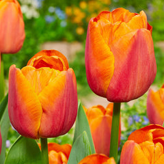 Triumph Tulips Collection Bulbs Blooms Species Growing Bonsai Roots Rhizomes Corms Tubers Potted Planting Reblooming Fragrant Garden Flower Seeds Plant