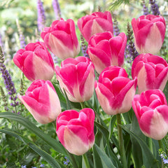 Triumph Tulips Collection Bulbs Blooms Species Growing Bonsai Roots Rhizomes Corms Tubers Potted Planting Reblooming Fragrant Garden Flower Seeds Plant
