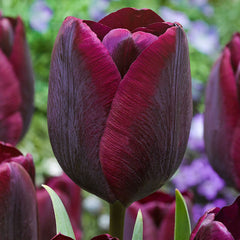 Triumph Tulips Collection Bulbs Blooms Species Growing Bonsai Roots Rhizomes Corms Tubers Potted Planting Reblooming Fragrant Garden Flower Seeds Plant