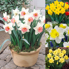 Trumpet Narcissus Collection Daffodil Narcissus Bulbs Blooms Species Growing Bonsai Roots Rhizomes Corms Tubers Potted Planting Reblooming Fragrant Garden Flower Seeds Plant