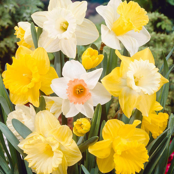 Narcissus Trumpet Mixed Daffodil Bulbs Blooms Species Growing Bonsai Roots Rhizomes Corms Tubers Potted Planting Reblooming Fragrant Garden Flower Seeds Plant