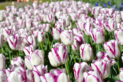 Tulip Bulbs Affaire Blooms Species Growing Bonsai Roots Rhizomes Corms Tubers Potted Planting Reblooming Fragrant Garden Flower Seeds Plant