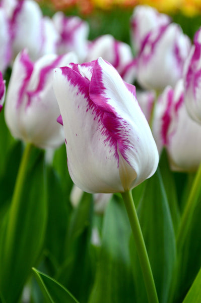 Tulip Bulbs Affaire Blooms Species Growing Bonsai Roots Rhizomes Corms Tubers Potted Planting Reblooming Fragrant Garden Flower Seeds Plant