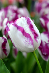 Tulip Bulbs Affaire Blooms Species Growing Bonsai Roots Rhizomes Corms Tubers Potted Planting Reblooming Fragrant Garden Flower Seeds Plant