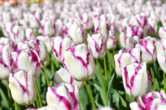 Tulip Bulbs Affaire Blooms Species Growing Bonsai Roots Rhizomes Corms Tubers Potted Planting Reblooming Fragrant Garden Flower Seeds Plant