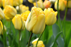 Tulip Bulbs Akebono Blooms Species Growing Bonsai Roots Rhizomes Corms Tubers Potted Planting Reblooming Fragrant Garden Flower Seeds Plant