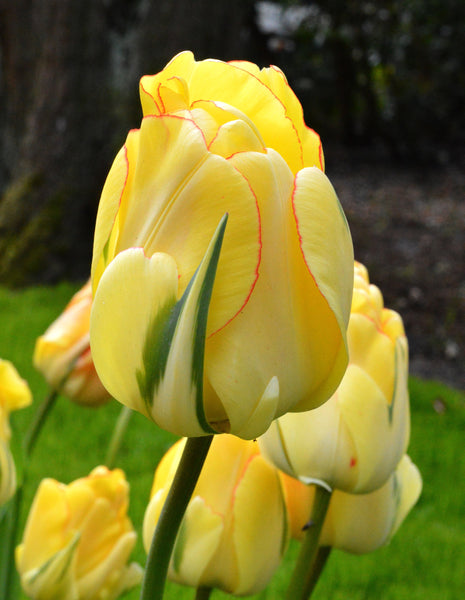 Tulip Bulbs Akebono Blooms Species Growing Bonsai Roots Rhizomes Corms Tubers Potted Planting Reblooming Fragrant Garden Flower Seeds Plant