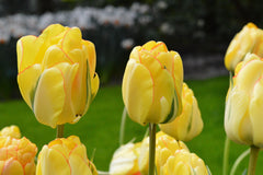 Tulip Bulbs Akebono Blooms Species Growing Bonsai Roots Rhizomes Corms Tubers Potted Planting Reblooming Fragrant Garden Flower Seeds Plant
