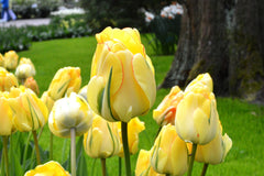Tulip Bulbs Akebono Blooms Species Growing Bonsai Roots Rhizomes Corms Tubers Potted Planting Reblooming Fragrant Garden Flower Seeds Plant