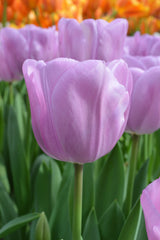 Tulip Bulbs Alibi Blooms Species Growing Bonsai Roots Rhizomes Corms Tubers Potted Planting Reblooming Fragrant Garden Flower Seeds Plant
