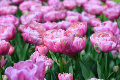 Tulip Bulbs Amazing Grace Blooms Species Growing Bonsai Roots Rhizomes Corms Tubers Potted Planting Reblooming Fragrant Garden Flower Seeds Plant