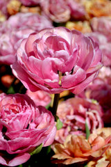 Tulip Bulbs Amazing Grace Blooms Species Growing Bonsai Roots Rhizomes Corms Tubers Potted Planting Reblooming Fragrant Garden Flower Seeds Plant