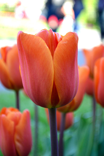 Tulip Bulbs King's Orange Blooms Species Growing Bonsai Roots Rhizomes Corms Tubers Potted Planting Reblooming Fragrant Garden Flower Seeds Plant