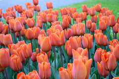 Tulip Bulbs King's Orange Blooms Species Growing Bonsai Roots Rhizomes Corms Tubers Potted Planting Reblooming Fragrant Garden Flower Seeds Plant