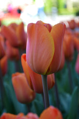 Tulip Bulbs King's Orange Blooms Species Growing Bonsai Roots Rhizomes Corms Tubers Potted Planting Reblooming Fragrant Garden Flower Seeds Plant