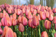 Tulip Bulbs Apricot Impression Blooms Species Growing Bonsai Roots Rhizomes Corms Tubers Potted Planting Reblooming Fragrant Garden Flower Seeds Plant
