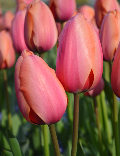 Tulip Bulbs Apricot Impression Blooms Species Growing Bonsai Roots Rhizomes Corms Tubers Potted Planting Reblooming Fragrant Garden Flower Seeds Plant