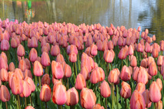 Tulip Bulbs Apricot Impression Blooms Species Growing Bonsai Roots Rhizomes Corms Tubers Potted Planting Reblooming Fragrant Garden Flower Seeds Plant