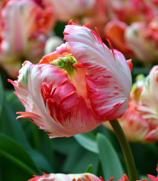 Tulip Bulbs Apricot Parrot Blooms Species Growing Bonsai Roots Rhizomes Corms Tubers Potted Planting Reblooming Fragrant Garden Flower Seeds Plant