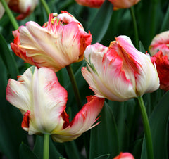 Tulip Bulbs Apricot Parrot Blooms Species Growing Bonsai Roots Rhizomes Corms Tubers Potted Planting Reblooming Fragrant Garden Flower Seeds Plant