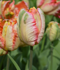 Tulip Bulbs Apricot Parrot Blooms Species Growing Bonsai Roots Rhizomes Corms Tubers Potted Planting Reblooming Fragrant Garden Flower Seeds Plant
