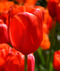 Tulip Bulbs Avignon Blooms Species Growing Bonsai Roots Rhizomes Corms Tubers Potted Planting Reblooming Fragrant Garden Flower Seeds Plant