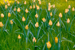 Tulip Bulbs Batalinii Bright Gem Blooms Species Growing Bonsai Roots Rhizomes Corms Tubers Potted Planting Reblooming Fragrant Garden Flower Seeds Plant - Seedsplant