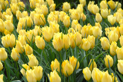 Tulip Bulbs Miniature Naturalizing Collection Blooms Species Growing Bonsai Roots Rhizomes Corms Tubers Potted Planting Reblooming Fragrant Garden Flower Seeds Plant
