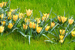 Tulip Bulbs Batalinii Bright Gem Blooms Species Growing Bonsai Roots Rhizomes Corms Tubers Potted Planting Reblooming Fragrant Garden Flower Seeds Plant - Seedsplant