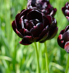 Tulip Bulbs Black Hero Blooms Species Growing Bonsai Roots Rhizomes Corms Tubers Potted Planting Reblooming Fragrant Garden Flower Seeds Plant