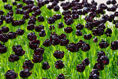 Tulip Bulbs Black Hero Blooms Species Growing Bonsai Roots Rhizomes Corms Tubers Potted Planting Reblooming Fragrant Garden Flower Seeds Plant