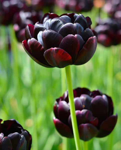Tulip Bulbs Black Hero Blooms Species Growing Bonsai Roots Rhizomes Corms Tubers Potted Planting Reblooming Fragrant Garden Flower Seeds Plant
