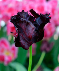 Tulip Bulbs Black Parrot Blooms Species Growing Bonsai Roots Rhizomes Corms Tubers Potted Planting Reblooming Fragrant Garden Flower Seeds Plant