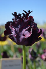 Tulip Bulbs Black Parrot Blooms Species Growing Bonsai Roots Rhizomes Corms Tubers Potted Planting Reblooming Fragrant Garden Flower Seeds Plant
