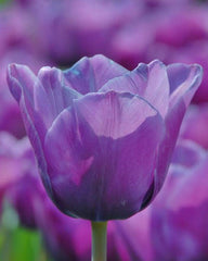 Tulip Bulbs Blue Aimable Blooms Species Growing Bonsai Roots Rhizomes Corms Tubers Potted Planting Reblooming Fragrant Garden Flower Seeds Plant