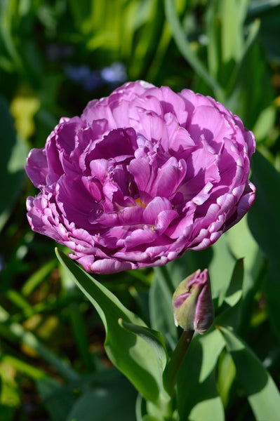 Tulip Bulbs Blue Diamond Blooms Species Growing Bonsai Roots Rhizomes Corms Tubers Potted Planting Reblooming Fragrant Garden Flower Seeds Plant