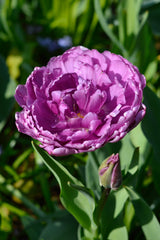 Tulip Bulbs Blue Diamond Blooms Species Growing Bonsai Roots Rhizomes Corms Tubers Potted Planting Reblooming Fragrant Garden Flower Seeds Plant