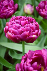 Tulip Bulbs Blue Diamond Blooms Species Growing Bonsai Roots Rhizomes Corms Tubers Potted Planting Reblooming Fragrant Garden Flower Seeds Plant
