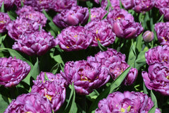 Tulip Bulbs Blue Diamond Blooms Species Growing Bonsai Roots Rhizomes Corms Tubers Potted Planting Reblooming Fragrant Garden Flower Seeds Plant
