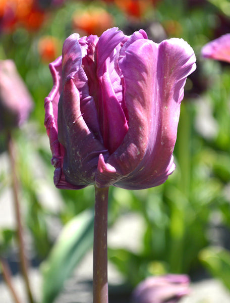 Tulip Bulbs Blue Parrot Blooms Species Growing Bonsai Roots Rhizomes Corms Tubers Potted Planting Reblooming Fragrant Garden Flower Seeds Plant