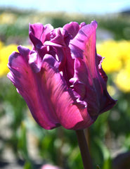 Tulip Bulbs Blue Parrot Blooms Species Growing Bonsai Roots Rhizomes Corms Tubers Potted Planting Reblooming Fragrant Garden Flower Seeds Plant