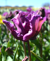 Tulip Bulbs Blue Parrot Blooms Species Growing Bonsai Roots Rhizomes Corms Tubers Potted Planting Reblooming Fragrant Garden Flower Seeds Plant