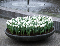 Tulip Bulbs Calgary Blooms Species Growing Bonsai Roots Rhizomes Corms Tubers Potted Planting Reblooming Fragrant Garden Flower Seeds Plant - Seedsplant