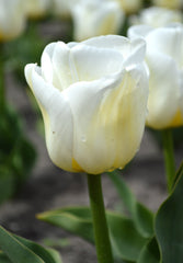 Tulip Bulbs Calgary Blooms Species Growing Bonsai Roots Rhizomes Corms Tubers Potted Planting Reblooming Fragrant Garden Flower Seeds Plant - Seedsplant