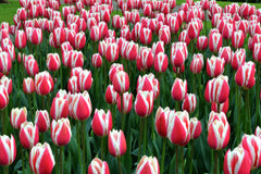 Tulip Bulbs Candy Apple Delight Blooms Species Growing Bonsai Roots Rhizomes Corms Tubers Potted Planting Reblooming Fragrant Garden Flower Seeds Plant