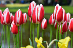 Tulip Bulbs Candy Apple Delight Blooms Species Growing Bonsai Roots Rhizomes Corms Tubers Potted Planting Reblooming Fragrant Garden Flower Seeds Plant
