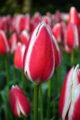 Tulip Bulbs Candy Apple Delight Blooms Species Growing Bonsai Roots Rhizomes Corms Tubers Potted Planting Reblooming Fragrant Garden Flower Seeds Plant