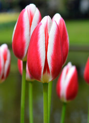 Tulip Bulbs Candy Apple Delight Blooms Species Growing Bonsai Roots Rhizomes Corms Tubers Potted Planting Reblooming Fragrant Garden Flower Seeds Plant