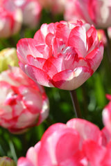 Tulip Bulbs Cartouche Blooms Species Growing Bonsai Roots Rhizomes Corms Tubers Potted Planting Reblooming Fragrant Garden Flower Seeds Plant - Seedsplant